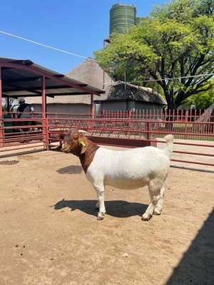 1x BOERBOK OOI/EWE JM FOURIE KUDDE/FLOCK