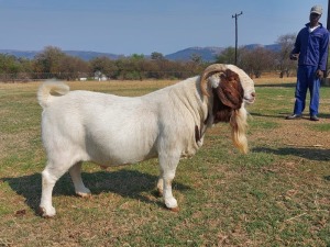 1x BOERBOK RAM PASSANO BOERBOKSTOET KUDDE/FLOCK