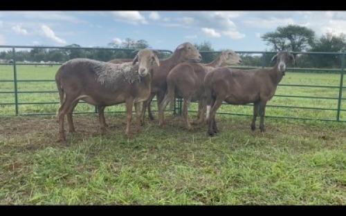 LOT 180 5X MEATMASTER OOI/EWE (PER STUK OM LOT TE NEEM/PER PIECE TO TAKE THE LOT)