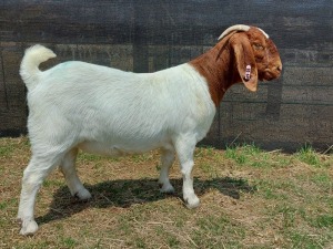 1x BOERBOK OOI/ EWE PASSANO BOERBOKSTOET KUDDE/FLOCK