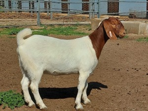 1x BOERBOK OOI/EWE PASSANO BOERBOKSTOET KUDDE/FLOCK