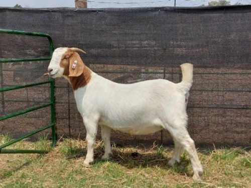 1x BOERBOK OOI/EWE PASSANO BOERBOKSTOET KUDDE/FLOCK