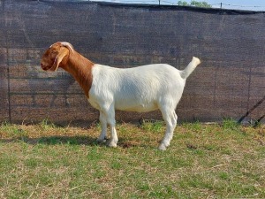 1x BOERBOK OOI/EWE PASSANO BOERBOKSTOET STOET/STUD