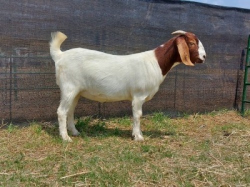 1x BOERBOK OOI/EWE PASSANO BOERBOKSTOET KUDDE/FLOCK