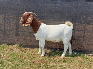 1x BOERBOK OOI/EWE PASSANO BOERBOKSTOET KUDDE/FLOCK