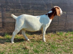 1x BOERBOK OOI/EWE PASSANO BOERBOKSTOET KUDDE/FLOCK