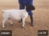 1X DORPER RAM VICTOR KRUGER DORPERS