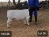 1X DORPER RAM VICTOR KRUGER DORPERS