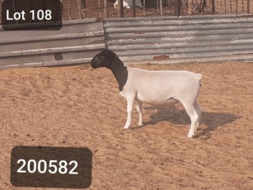 1X DORPER OOI/EWE VICTOR KRUGER DORPERS