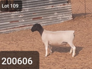 1X DORPER OOI/EWE VICTOR KRUGER DORPERS