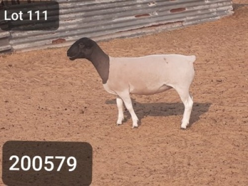 1X DORPER OOI/EWE VICTOR KRUGER DORPERS