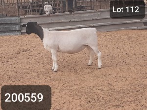 1X DORPER OOI/EWE VICTOR KRUGER DORPERS