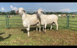 LOT 183 2X MEATMASTER RAM (PER STUK OM LOT TE NEEM/PER PIECE TO TAKE THE LOT)