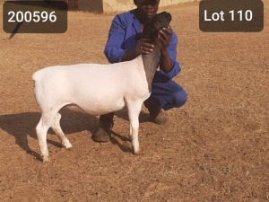 1X DORPER OOI/EWE VICTOR KRUGER DORPERS