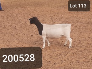 1X DORPER OOI/EWE VICTOR KRUGER DORPERS