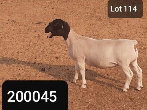 1X DORPER OOI/EWE VICTOR KRUGER DORPERS