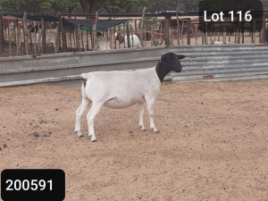 1X DORPER OOI/EWE VICTOR KRUGER DORPERS