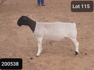 1X DORPER OOI/EWE VICTOR KRUGER DORPERS