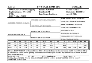 1X FEMALE BOS-BLANCO 18 464 (AI) (ET) BW STAAL EDMS BPK