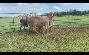 LOT 190 4X MEATMASTER OOI/EWE (PER STUK OM LOT TE NEEM/PER PIECE TO TAKE THE LOT)