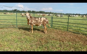 LOT 186 1X MEATMASTER RAM 