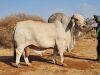 1X BULL RANZA MR JOSIAH 16 17 DIE RANZA BEUKES TRUST