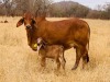 1X FEMALE R10T LADY T RED 79 (AI) TD CATTLE & FEEDS (PTY) LTD