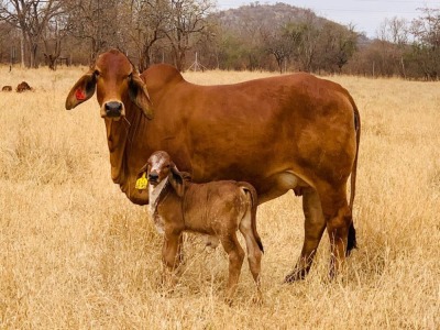 1X FEMALE R10T LADY T RED 79 (AI) TD CATTLE & FEEDS (PTY) LTD