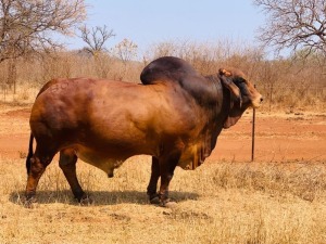 1X BULL BOS-R BOSR1587 (AI) TD CATTLE & FEEDS (PTY) LTD