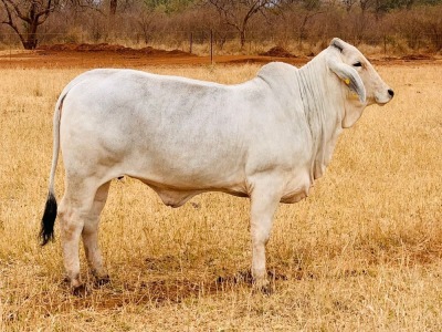 1X FEMALE R10T Lady Manso 112 TD CATTLE & FEEDS (PTY) LTD