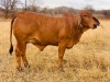 1X FEMALE SISAL LADY TD CATTLE & FEEDS (PTY) LTD