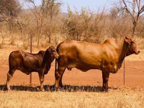 1X FEMALE SISAL LADY TD CATTLE & FEEDS (PTY) LTD