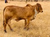 1X FEMALE SISAL LADY BURNIE TD CATTLE & FEEDS (PTY) LTD