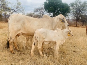 1X FEMALE R10T LADY MANSO (AI) TD CATTLE & FEEDS (PTY) LTD