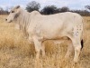 1X FEMALE SISAL LADY TD CATTLE & FEEDS (PTY) LTD