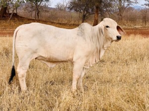 1X FEMALE SISAL LADY TD CATTLE & FEEDS (PTY) LTD