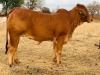 1X FEMALE SISAL LADY TD CATTLE & FEEDS (PTY) LTD