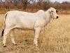 1X FEMALE SISAL LADY TD CATTLE & FEEDS (PTY) LTD