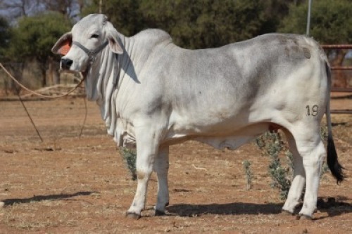 1X FEMALE THOR-MANSO 19-101 THORBURN EI