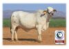 1X FEMALE NEDIBEST 18 304 (AI) LOUMA BOERDERY EDMS BPK