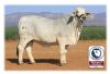 1X FEMALE NEDIBEST 19 400 LOUMA BOERDERY EDMS BPK