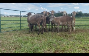 LOT 193 8X MEATMASTER OOI/EWE (PER STUK OM LOT TE NEEM/PER PIECE TO TAKE THE LOT)