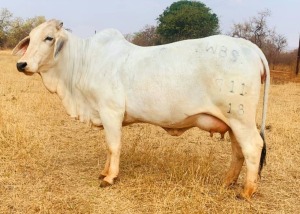 1X FEMALE WAYSIDE MS HAMMER SUGAR WAYSIDE BRAHMAN STUD