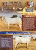 1X FEMALE WAYSIDE MS HAMMER SUGAR WAYSIDE BRAHMAN STUD - 2