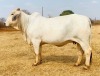 1X FEMALE WAYSIDE 18 733 WAYSIDE BRAHMAN STUD