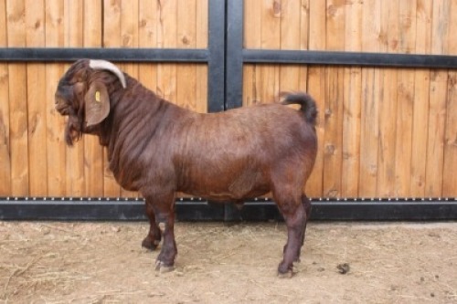 1x RAM - JUDGES CHOICE AGRICOLA