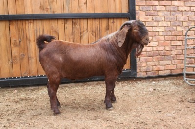 1x RAM - KUDDE/FLOCK VAN HEERDEN STOET