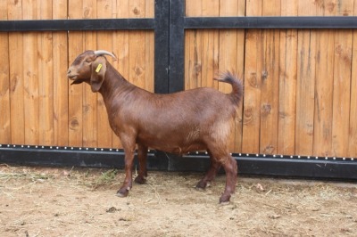 1x OOI/EWE - POTENTIAL STUD AGRICOLA