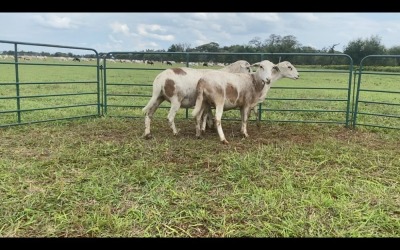 LOT 195 3X MEATMASTER OOI/EWE (PER STUK OM LOT TE NEEM/PER PIECE TO TAKE THE LOT)