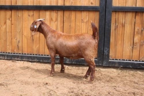 1x OOI/EWE - KUDDE/FLOCK VAN HEERDEN STOET